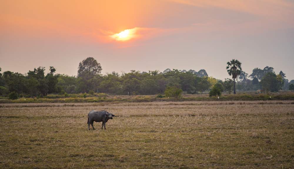 Water Buffalo, rice field, Northern Thailand