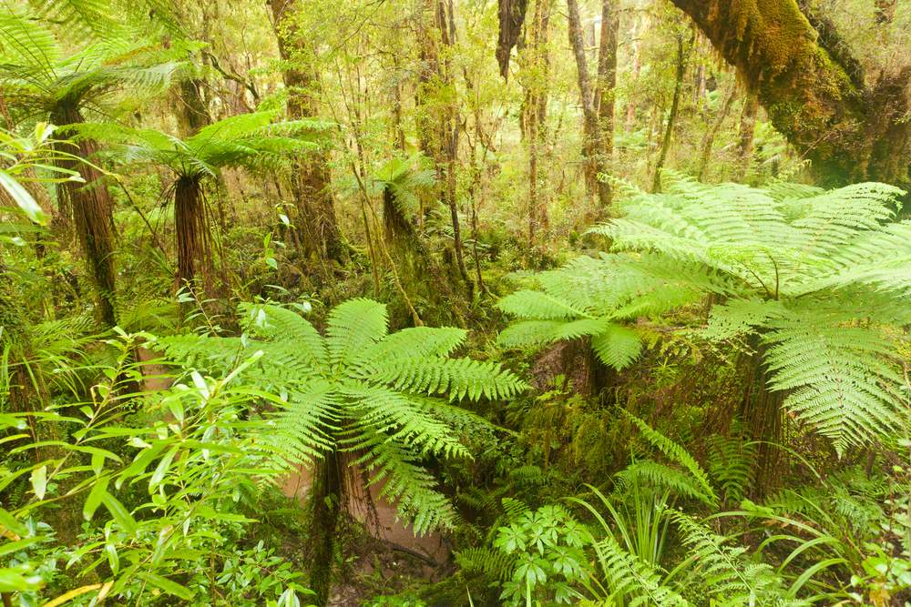 Ferns in New Zealand