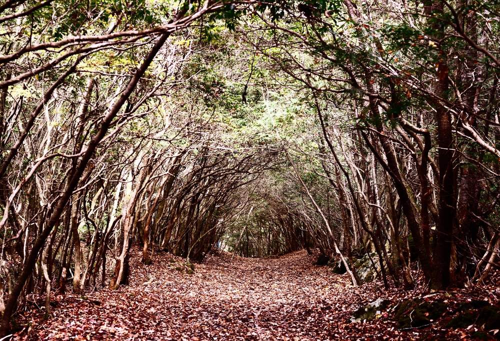 The Suicide Forest in Japan