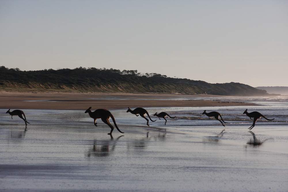 Kangaroos on the Beach, Australia