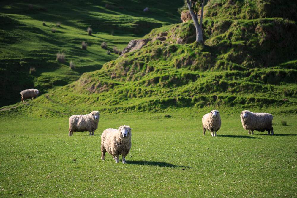 Green hills and sheep in New Zealand
