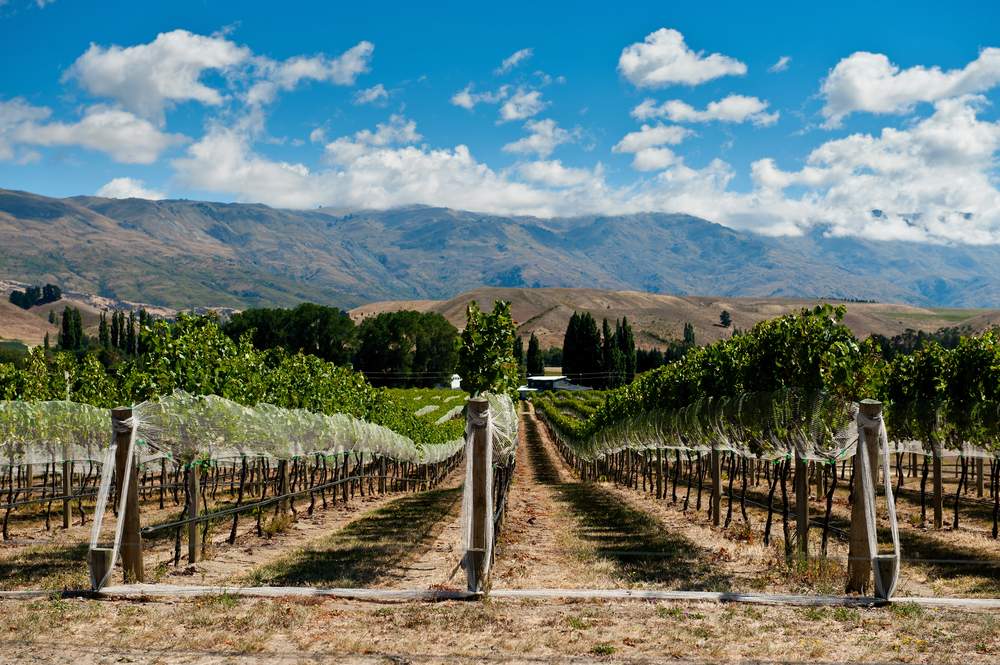 Wine Regions, New Zealand