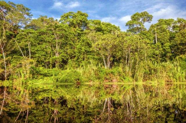 Walking in the Amazon in Peru