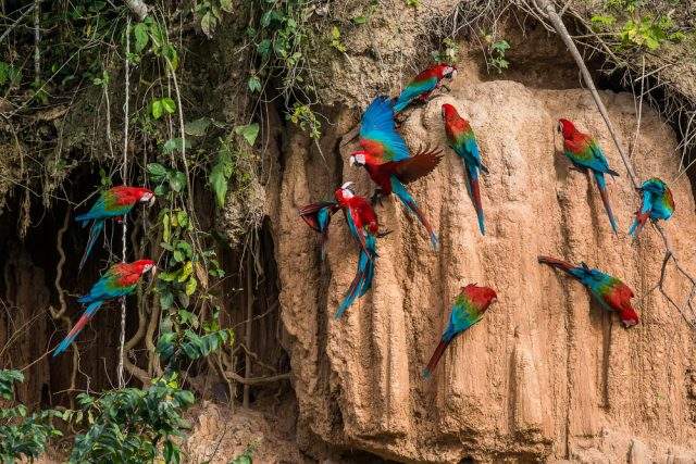 Parrots licking clay in the Amazon Rainforest, Peru