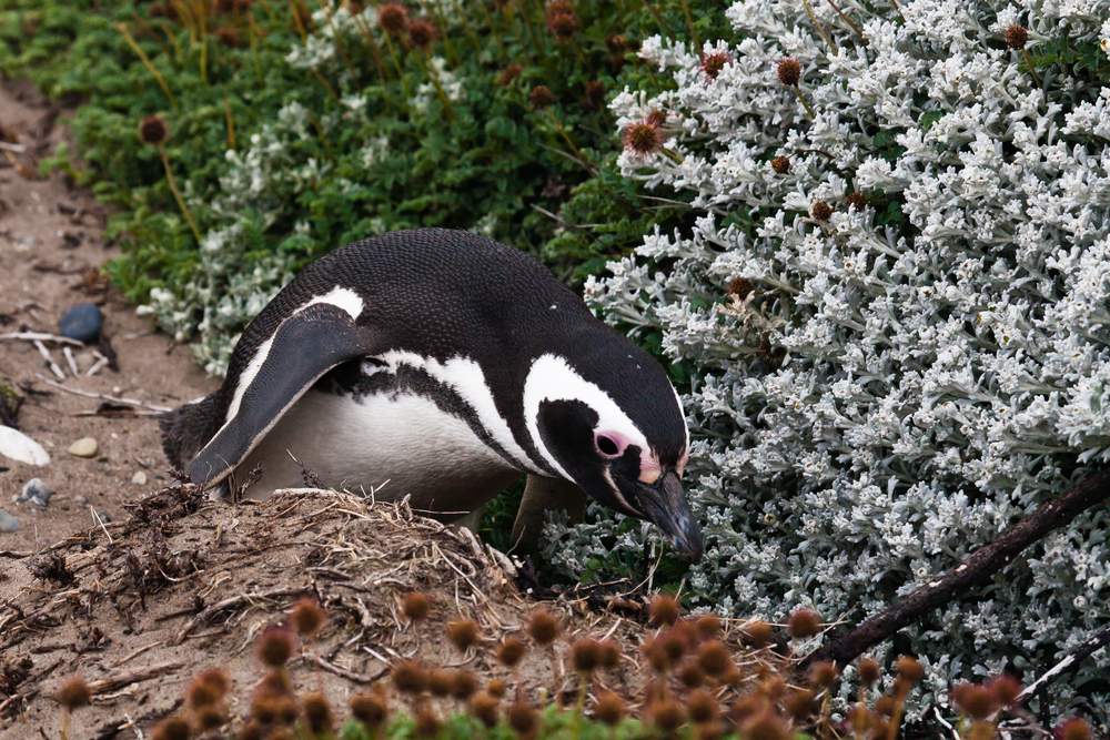 penguins and polar plants
