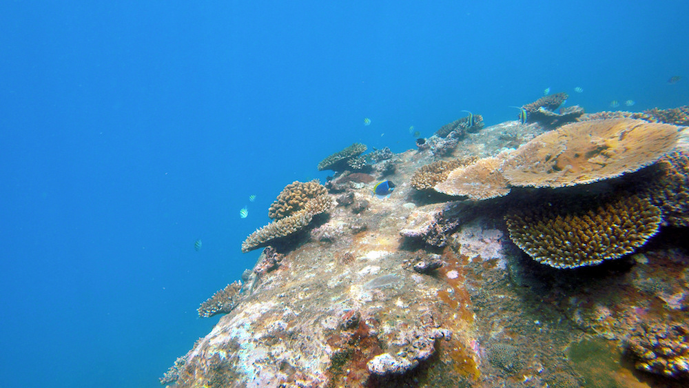 Sri Lanka Coral Reef by Flickr/Artur Kuliński