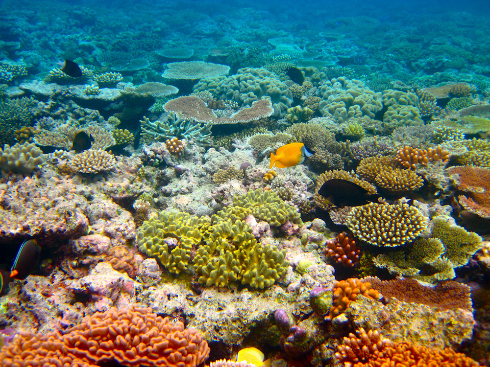 The Great Barrier Reef by Flickr/Kyle-Taylor
