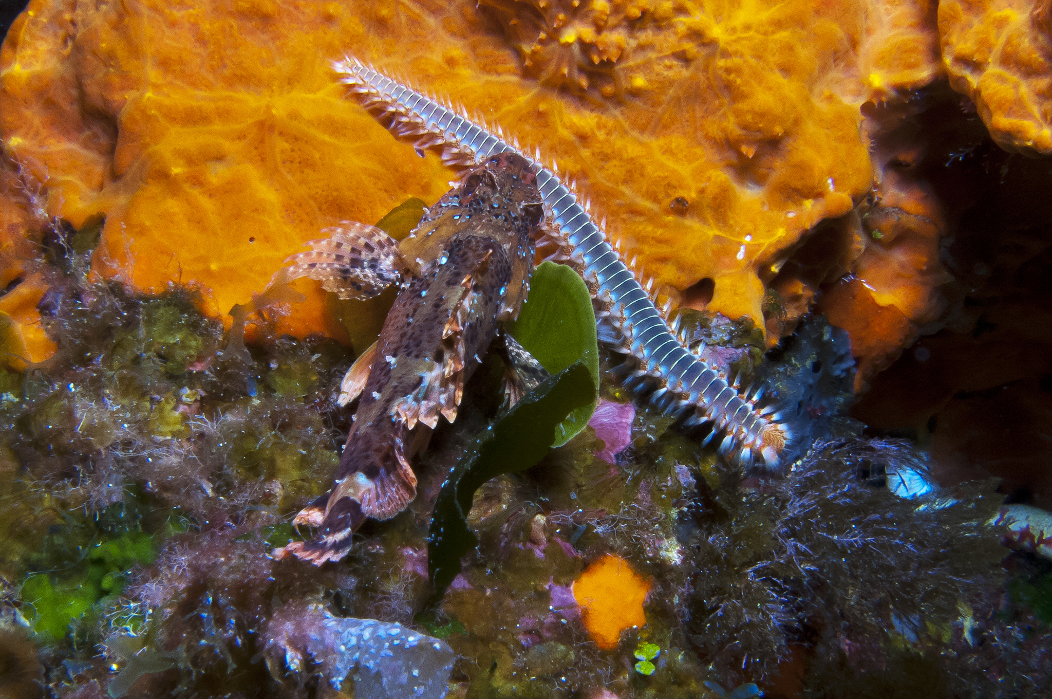 Scorpionfish and Bristleworm by Flickr/Silke Baron